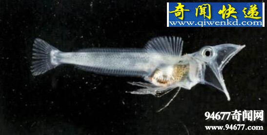 南极白血鳄冰鱼,透明血液0℃以下都不凝固
