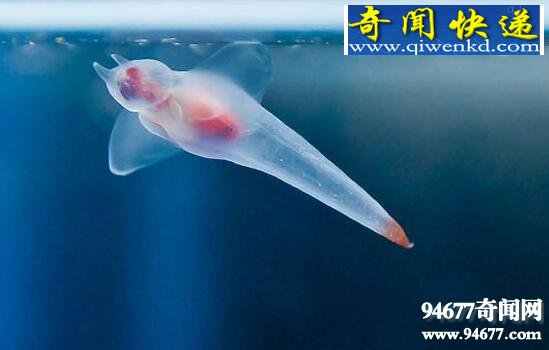 南极白血鳄冰鱼,透明血液0℃以下都不凝固