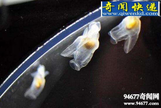 南极白血鳄冰鱼,透明血液0℃以下都不凝固