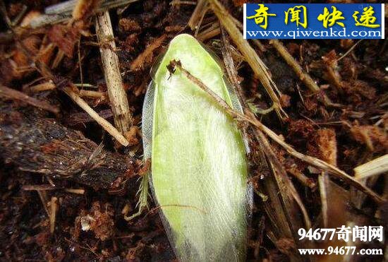 古巴蟑螂,绿香蕉蟑螂(农业害虫)
