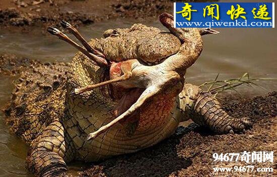 现存世上最大的爬行动物咸水鳄,7米长的食人鳄