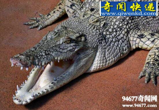 现存世上最大的爬行动物咸水鳄,7米长的食人鳄
