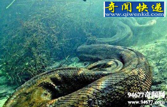世界上最大的蚺,绿森蚺/10米长吃人巨蚺
