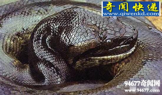 世界上最大的蚺,绿森蚺/10米长吃人巨蚺