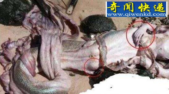 南海鲛人真实存在,并在中国留下后裔(客死山东)