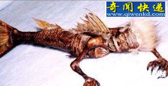 南海鲛人真实存在,并在中国留下后裔(客死山东)