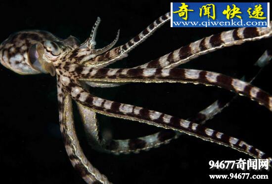 拟态章鱼,生物界的变形金刚