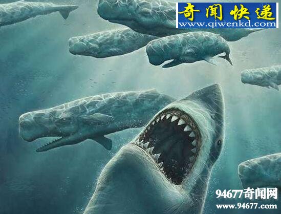 史前巨兽,巨牙鲨因体型太大灭绝(曾称霸海洋)
