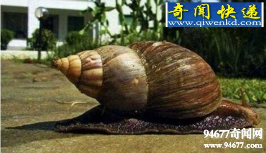 世界上危害最大的蜗牛,非洲大蜗牛(专吃农作物花卉)
