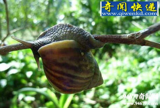 世界上危害最大的蜗牛,非洲大蜗牛(专吃农作物花卉)