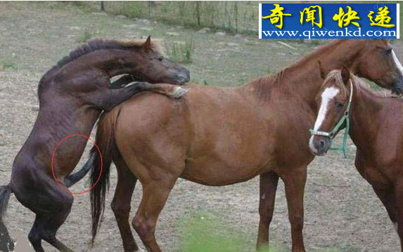 ｻͼΪȫֱ