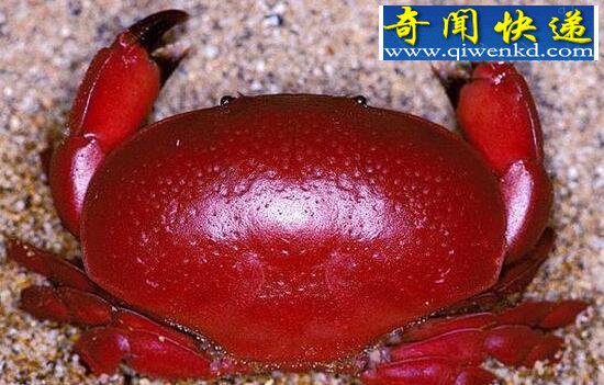 什么是正直爱洁蟹，正直爱洁蟹有毒吗
