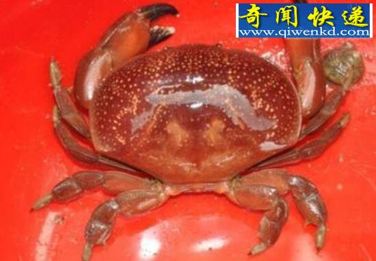 什么是正直爱洁蟹，正直爱洁蟹有毒吗