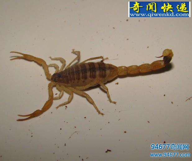 Щд̵