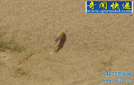 沙漠鱼介绍,沙漠鱼是怎么生活的?