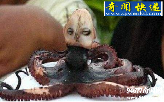 世界十大罕见生物,印尼章鱼人(人头章鱼身)