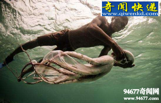 世界十大罕见生物,印尼章鱼人(人头章鱼身)