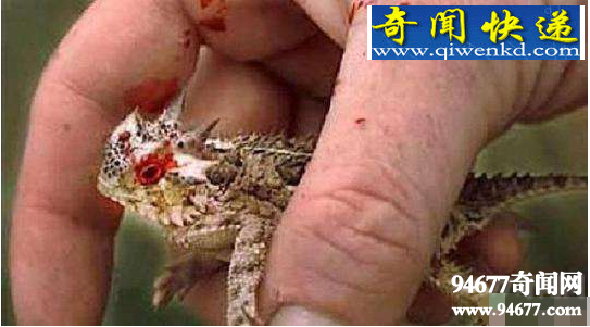 世界十大最怪异的蜥蜴,鼹鼠蜥蜴(长得像蛇的蜥蜴)