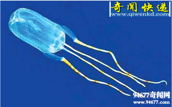 世界十大最奇异的新物种,行走的仙人掌