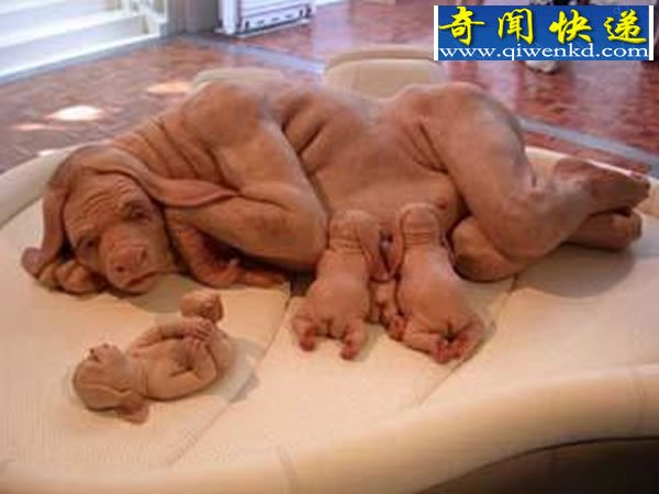 外星魔婴、俄罗斯猪人、巴西狗嘴男、缅甸恶媳人变狗真相揭秘