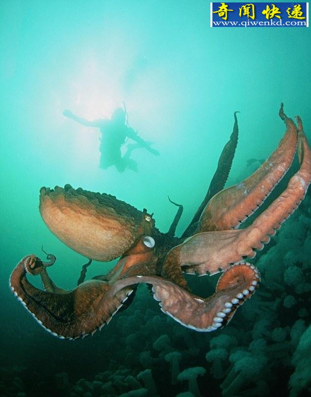 Ų֮ ʯʾŲȷ