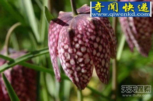 ǧ26滨
