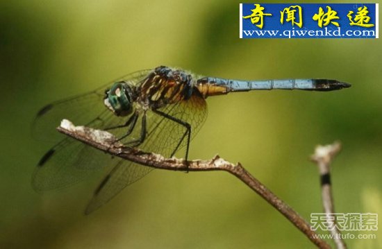 ʮ