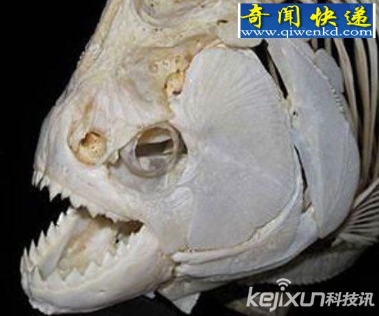 ȫԶž̵㣺ʷǰһֿµ