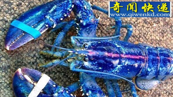 ȫϡ֣ɫϺ