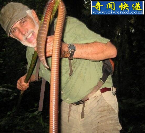 世界上最大的巨型蚯蚓,形似蛇壮如蟒(最长2米)