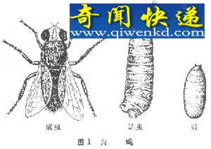 大自然之谜:华盛顿惊现“僵尸蜜蜂”