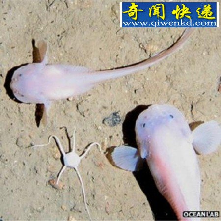 8200米是鱼类生活的极限海洋深度