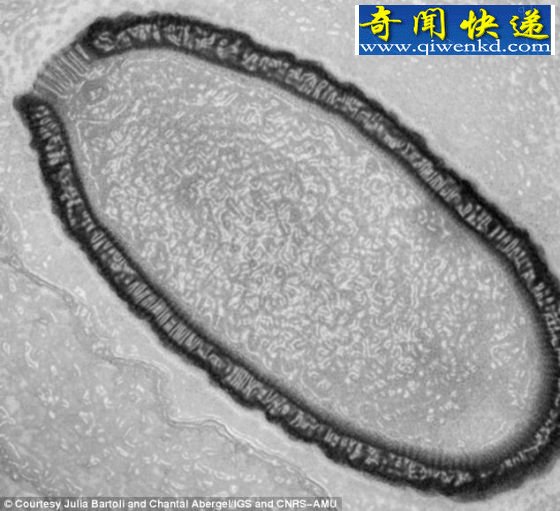 西伯利亚发现具有感染性史前超大病毒