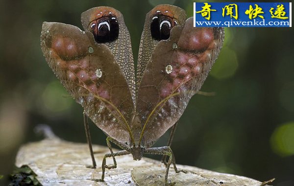 αװɿҶ