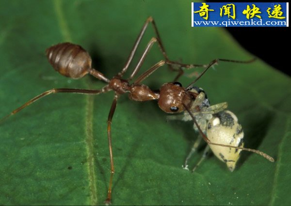 ϵ