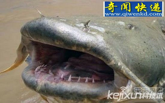 印度尼泊尔边界藏神秘水怪 活人被拖下河吃掉