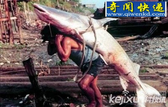 印度尼泊尔边界藏神秘水怪 活人被拖下河吃掉