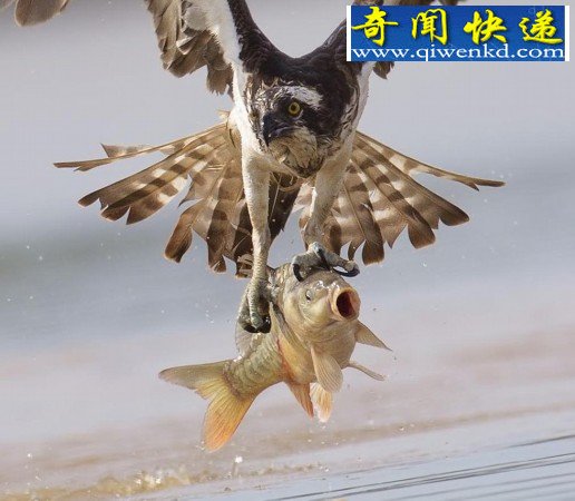 摄影师抓拍鱼鹰捕食鲤鱼精彩瞬间