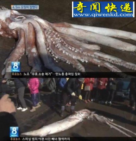 韩国惊现4.5米巨型鱿鱼 引市民围观