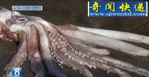 韩国惊现4.5米巨型鱿鱼 引市民围观