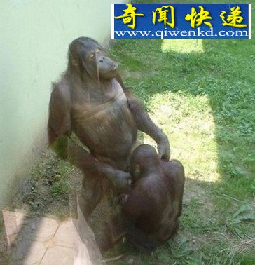 11ֶ췿´̵