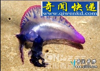 ɫ綾ȫ͸·
