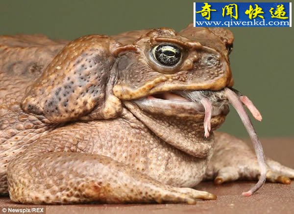 ޸ܷ