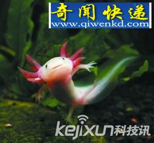 墨西哥六角恐龙 四肢断裂具备再生能力
