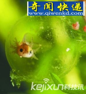 墨西哥六角恐龙 四肢断裂具备再生能力
