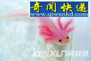 墨西哥六角恐龙 四肢断裂具备再生能力