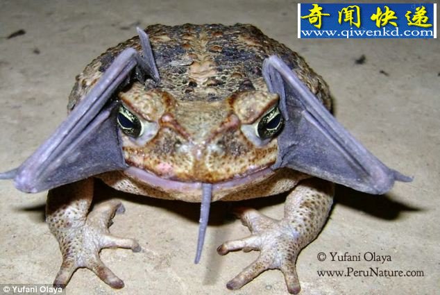 ³ǿֻ 