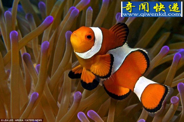 盘点大自然中色彩斑斓鲜艳动物