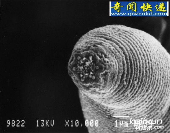 恶魔蠕虫改写生命定义 生命起源或来自地下
