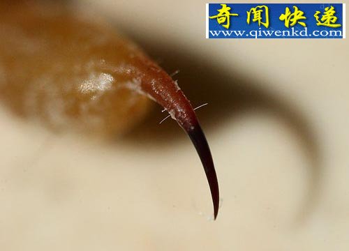 蝎子的毒素可帮助人们分辨癌细胞
